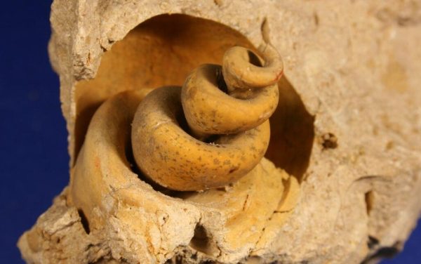 Fossili & adattamenti