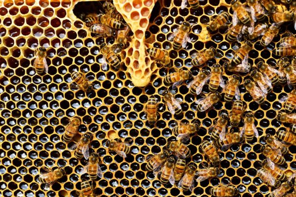 Bel lavoro signora ape!