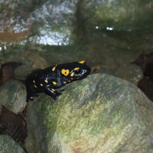 Salamandra fotografata in Val Borago