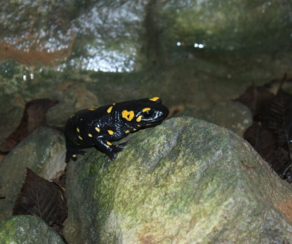 Salamandra fotografata in Val Borago
