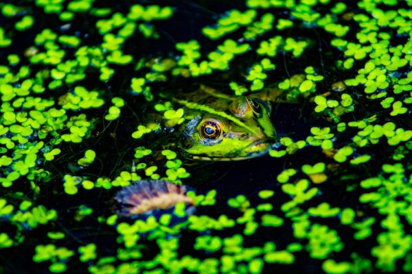 rana si mimetizza tra le piante acquatiche dello stagno
